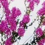 faux wood grain column&beige