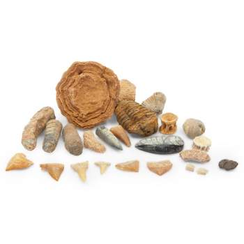Okuna Outpost Dinosaur Bone Replica Dig Site Kit with Educational Cards for Kids, 15 Species