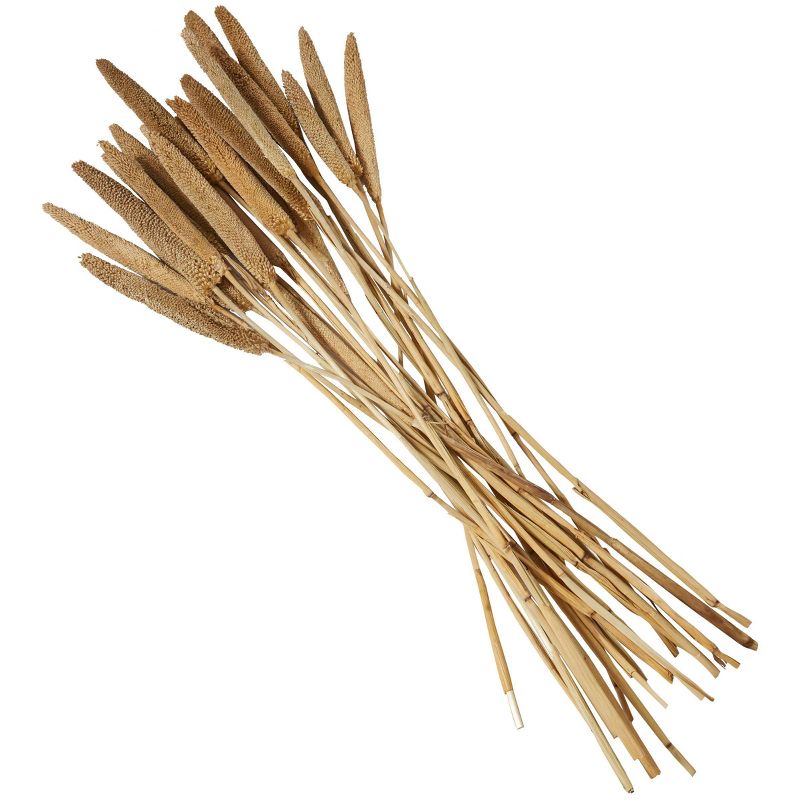 20&#39;&#39; x 1&#39;&#39; Dried Plant Bunny Tail Natural Foliage with Long Stems Brown - Olivia &#38; May, 4 of 7