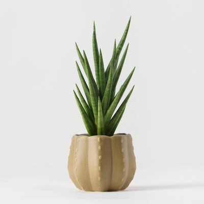 Pumped for Fall Brown Live Houseplant - Good Little Garden™