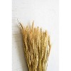 Bundle of Natural Wheat Stems – 30" Tall Dried Botanical Filler by Kalalou - 2 of 3