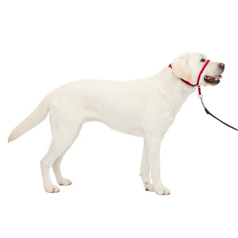 Easy leader 2024 dog harness