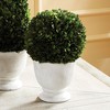 Plum & Post Boxwood Ball Topiary In Pot Large - 2 of 3