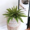 Floral Home 28" Boston Fern with 27 Fronds - 1-Piece - 3 of 4