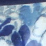 georgia blue