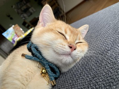 Necoichi Zen Fish Charm Cat Collar - Blue : Target