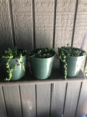 3pc String Of Pearls - National Plant Network : Target