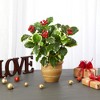 Nearly Natural 14-in Variegated Holly Leaf Artificial Plant in Ceramic Planter (Real Touch) - 3 of 3