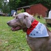 Pavilion Gift Company - The Boss - 12" x 8" Canvas Slip on Pet Bandana - Pet Toy - 2 of 4