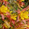 Van Zyverden 5ct 'Crimson Star' Columbine Root Red - 3 of 4