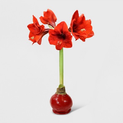 1pc Waxed Amaryllis Bulb - National Plant Network