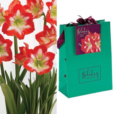 Amaryllis Stargazer Bulb in Emerald Gift Bag - Van Zyverden