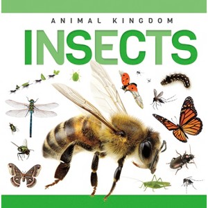 Insects - by  Rebecca Phillips-Bartlett (Paperback) - 1 of 1