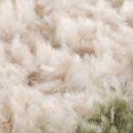 off white, lime green