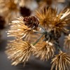 24"H Sullivans Artificial Christmas Gold Bunched Cedar Spray, Indoor Christmas Decor - 2 of 3