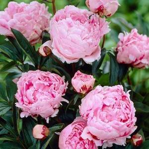 Van Zyverden Set of 5 Peonies Sarah Bernhardt Roots - 1 of 3