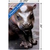 Trends International Cute Pygmy Hippopotamus Unframed Wall Poster Prints - 3 of 4