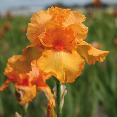 Set of 3 Roots Bearded Iris Firebreather - Van Zyverden