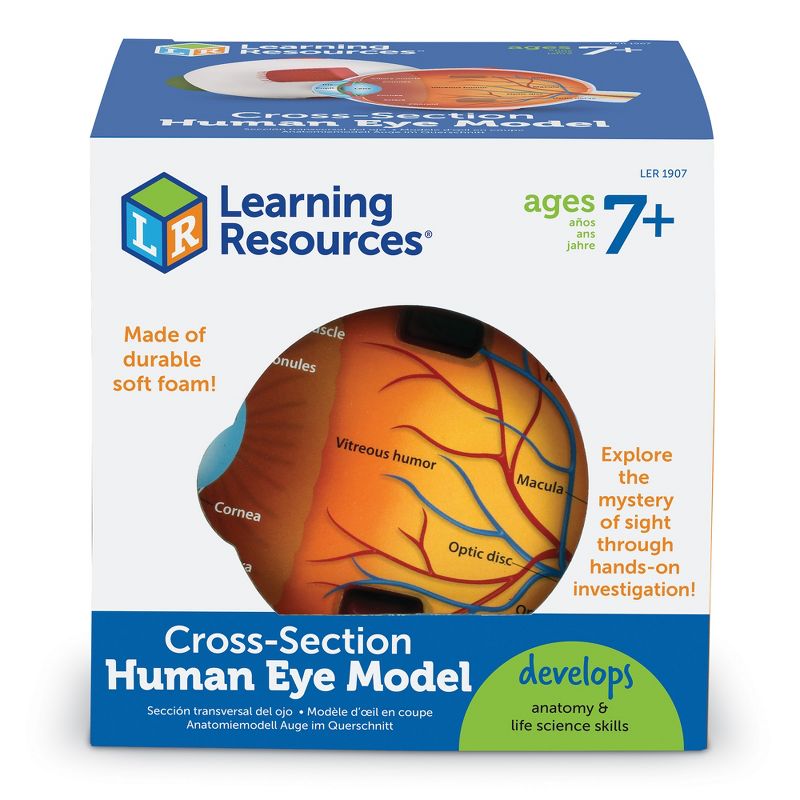 Learning Resources Cross-Section Eye Model, Ages 5+, 5 of 6