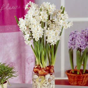 Van Zyverden 12ct Bulbs Narcissus Large Paperwhites - 1 of 4