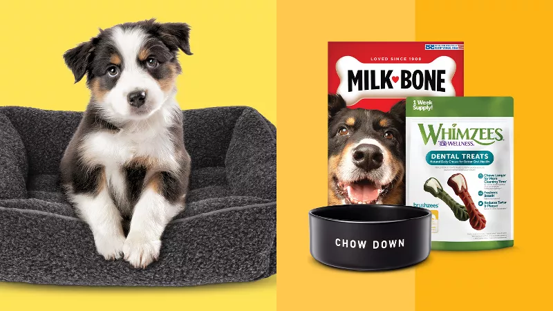 All Star Dogs: Los Angeles Lakers Pet apparel and accessories