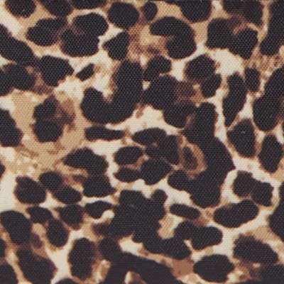 wild cheetah