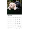 BrownTrout Labrador Retriever Puppies 2026 12"x24" Hanging Square Wall Calendar Plastic-Free - 3 of 4