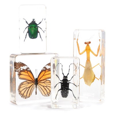 Insect Specimen Set  - Set of 4
