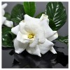 Gardenia 'Frostproof' 1pc - National Plant Network U.S.D.A Hardiness Zone 7-11: Cold Hardy, Evergreen Shrub, Intoxicating Fragrance - 3 of 3