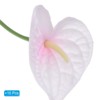 Unique Bargains Artificial Anthurium Lily Flowers for Home Decor 10 Pcs - 3 of 4
