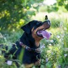 Up Country Bella Floral 1" Wide Dog Collar- Large 15"-21" - 3 of 3