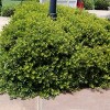 Dwarf Wax Myrtle 2.25gal U.S.D.A. Hardiness Zones 7-9: Sun/Shade Tolerant, 1pc - National Plant Network - 2 of 3