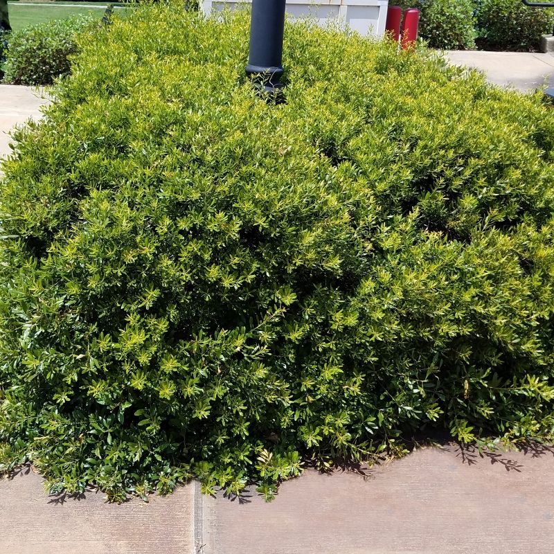 Dwarf Wax Myrtle 2.25gal U.S.D.A. Hardiness Zones 7-9 - 1pc - National Plant Network, 3 of 5