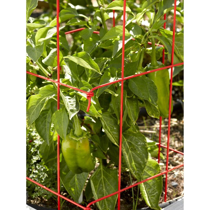 Pepper and Eggplant Cages, Set of 3 - Red - Gardener's Supply Company, 3 of 5
