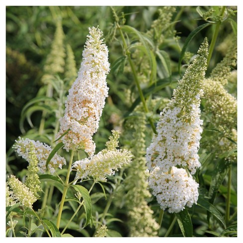 Buddelia White Profusion 1pc National Plant Network U S D A Hardiness Zone 5 9 Target