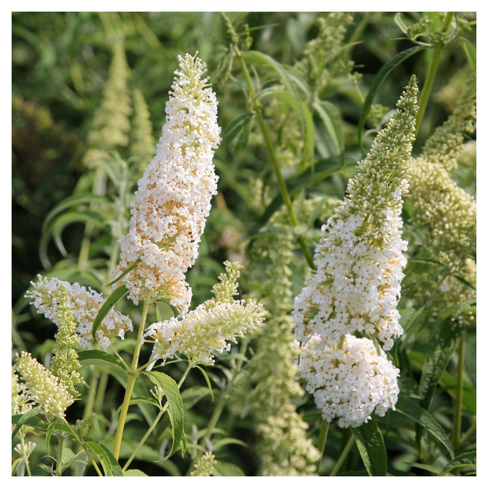 Photos - Garden & Outdoor Decoration Buddelia 'White Profusion' 1pc - National Plant Network U.S.D.A Hardiness