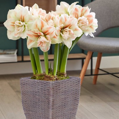 Set of 3 Bulbs Amaryllis Nymph Floor Planter Kit with Decorative Faux Rattan Planter - Van Zyverden