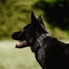 Herm. Sprenger® ULTRA-PLUS Dog Training Collar with Center Plate & Assembly Chain with 2 Rings, No Color, 3.0 mm x 18" Neck Size; 24" Chain Length - 2 of 2