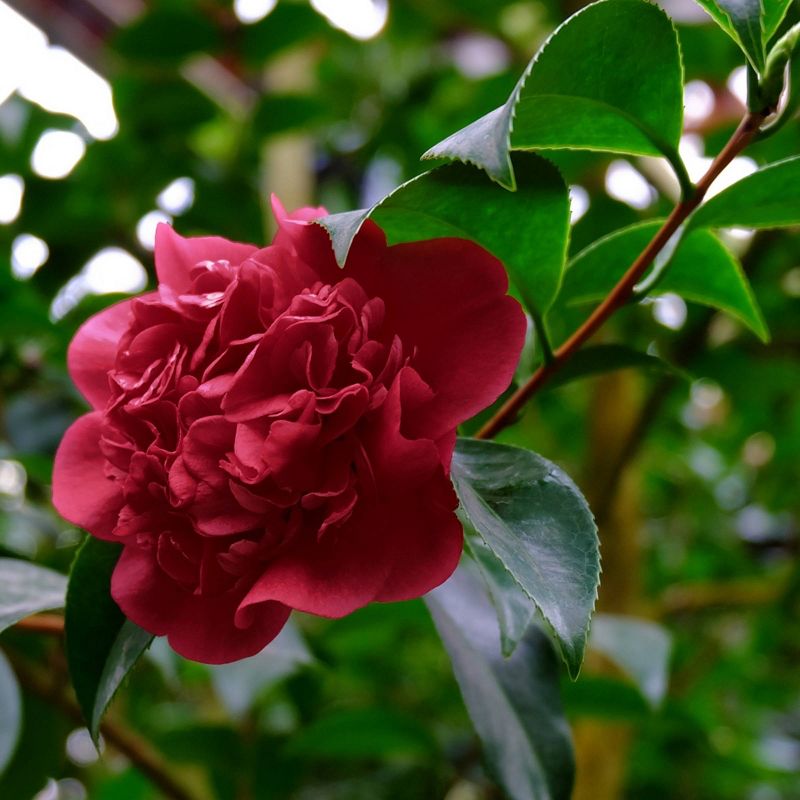 2.5qt Black Magic Camellia Japonica Plant with Dark Red Blooms - National Plant Network, 5 of 6