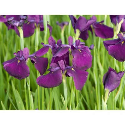 Van Zyverden Premium Series Pond Marginal Iris Ensata Royal Banner Kit