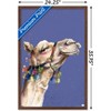 Trends International Snowtap - Camel Photobomb Framed Wall Poster Prints - 3 of 4