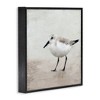 Stupell Industries Lone Sandpiper Bird Portrait, 24" x 24" - 3 of 4