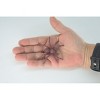 Collectible Wildlife Gifts | Spider,  Rubber Insect, Educational, Realistic Hand Painted,  Model,   Gift,     2"   US19 B44 - 3 of 4