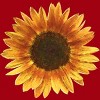 Men's Design By Humans Sunflower By Maryedenoa T-Shirt - 2 of 4