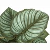 Monarch Specialties Artificial Plant 13 inch Tall Epipremnum Indoor Faux Fake Table Greenery Potted Set Of 2 Decorative Green Leaves Black Pots - 4 of 4