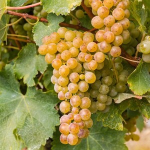 Van Zyverden Premium Grafted Bareroot Sauvignon Blanc Grape Vine - 1 of 4