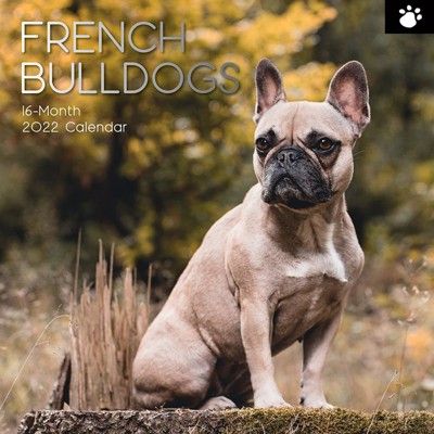 French Bulldog Calendar 2021 A4 Portrait