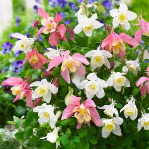 Van Zyverden 8ct Columbine Root Pink/White Barlow - 1 of 4