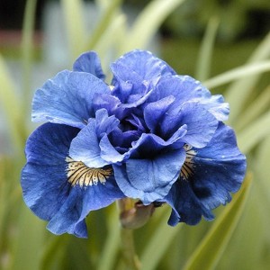 Van Zyverden 5ct Roots Iris Siberica Double Concord Crush Blue - 1 of 4