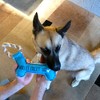 Pavilion Gift Company - Coolest Dog - Canvas Dog Toy on a Rope - Pet Toy - 2 of 4